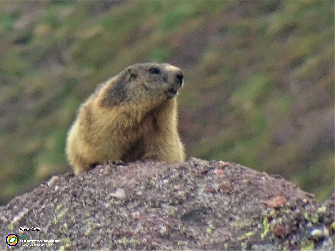 73 Marmotta in osservazione.JPG